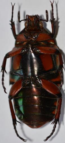 Agestrata orichalca
